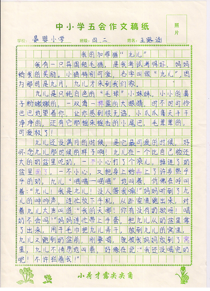 我的加菲猫“九儿”（晏婴小学 四年级二班 王璐涵）